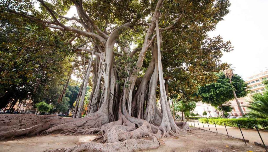 Secoli di storia e rarità negli orti botanici italiani