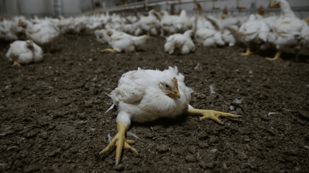 Scandalo Lidl: polli lesionati e malati